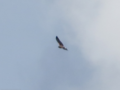 Geranoaetus albicaudatus