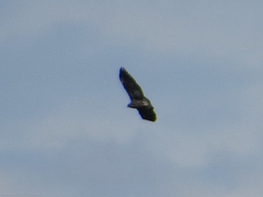 Geranoaetus albicaudatus