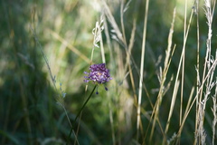 Allium rotundum