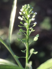 Lepidium