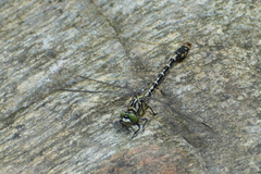 Onychogomphus forcipatus