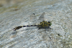 Onychogomphus forcipatus