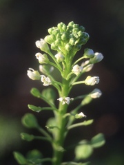 Lepidium