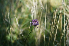 Allium rotundum