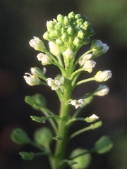 Lepidium