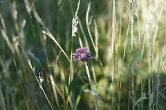 Allium rotundum