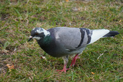 Columba livia domestica