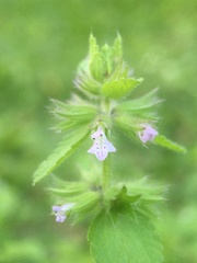 Lamiaceae