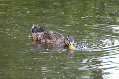 Anas platyrhynchos