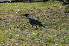 Corvus cornix