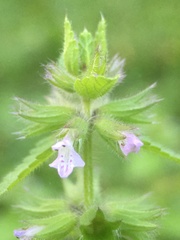 Lamiaceae