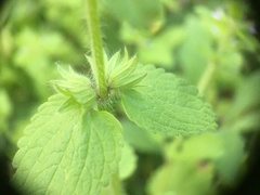 Lamiaceae