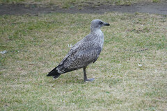 Larus argentatus