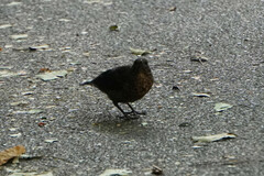 Turdus merula