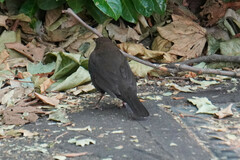 Turdus merula