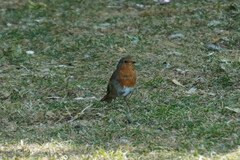 Erithacus rubecula