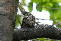Turdus viscivorus