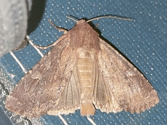 Apamea lateritia