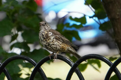 Turdus viscivorus