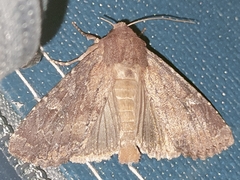 Apamea lateritia