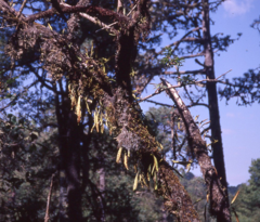 Pleopeltis polylepis interjecta