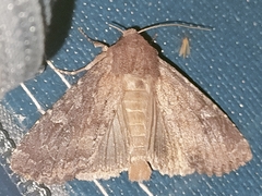 Apamea lateritia