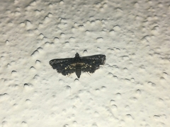 Eurrhyparodes lygdamis