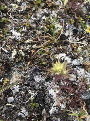 Castilleja hyperborea