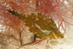 Monacanthus ciliatus