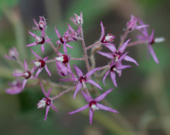 Lasiopetalum floribundum