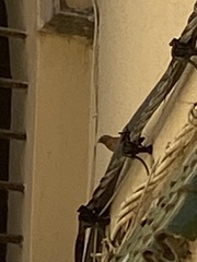 Emberiza sahari