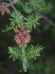 Kunzea baxteri