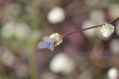 Hemiargus hanno