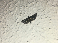 Eurrhyparodes lygdamis