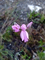 Ixia micrandra