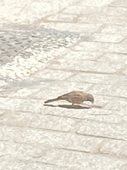 Emberiza sahari