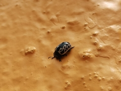 Calligrapha