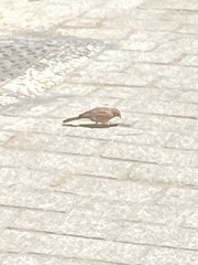 Emberiza sahari