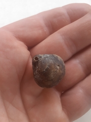 Brachiopoda