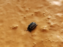Calligrapha