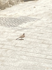 Emberiza sahari
