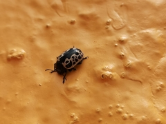 Calligrapha