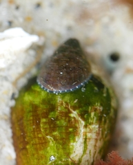 Crepidula adunca