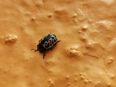 Calligrapha