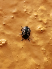 Calligrapha