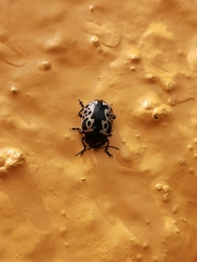 Calligrapha