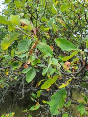 Malus ioensis