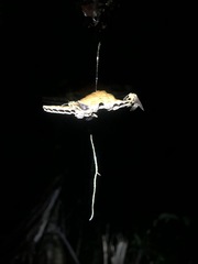 Mischocyttarus weyrauchi