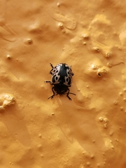 Calligrapha