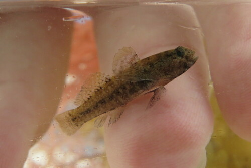 Code goby (Gobiosoma robustum) — Gobiidae — 4